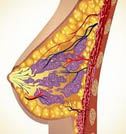 anatomiamastou
